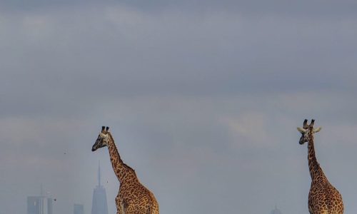 WhatsApp Image 2025-10-01 at 09.47.55